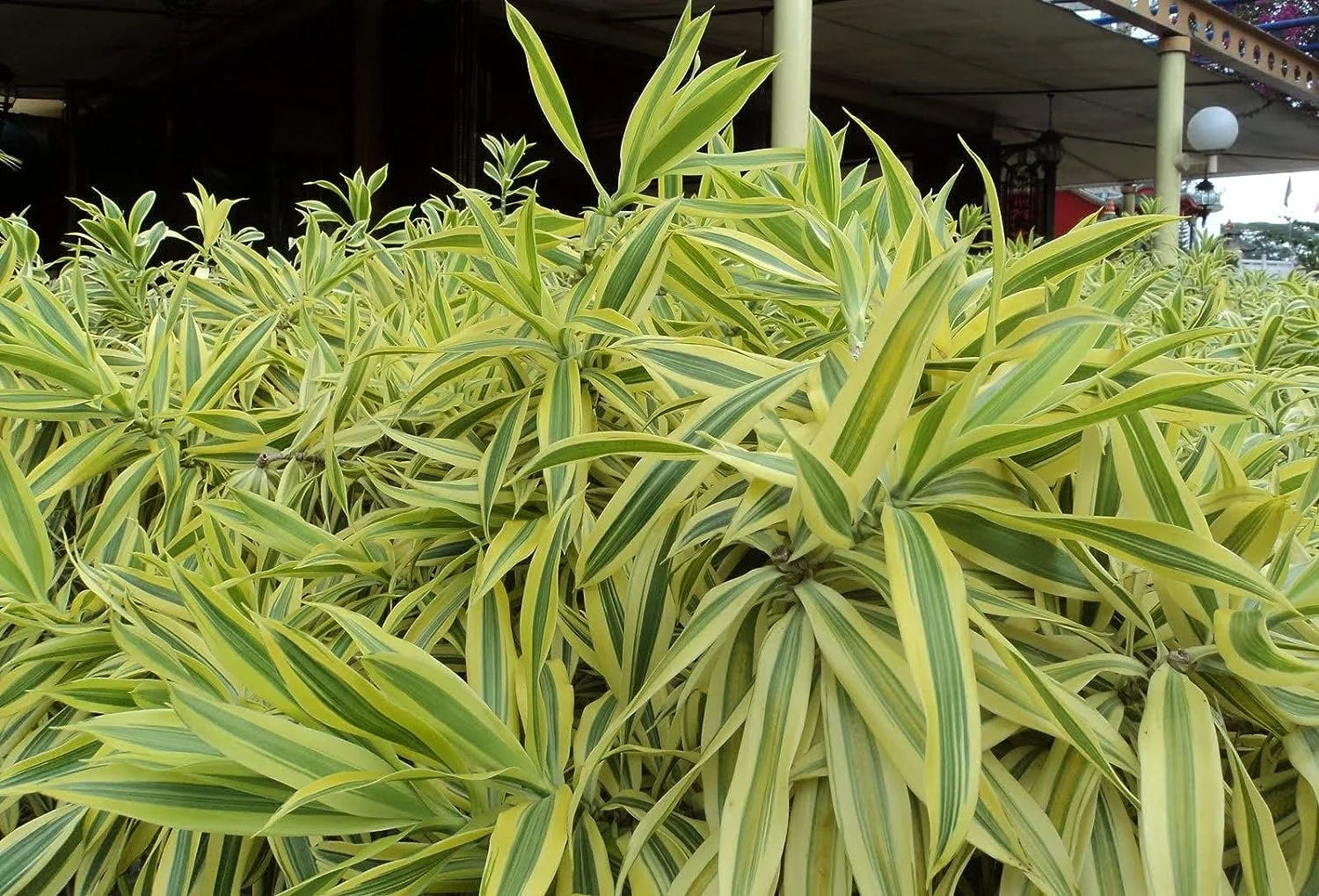 6 Inch Pot Dracaena Reflexa Indoor Plant V9026
