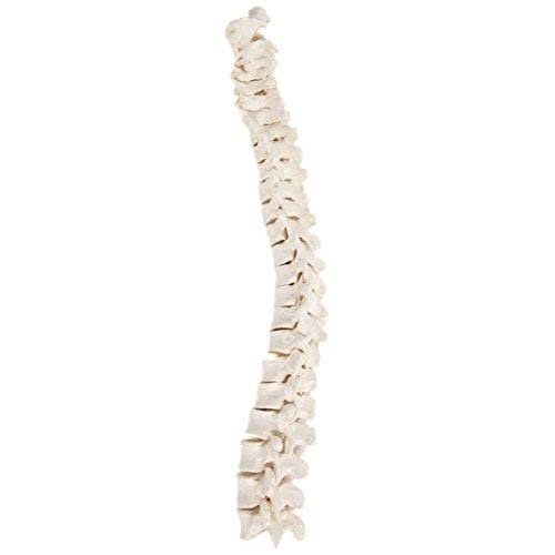 Complete Disarticulated Human Skeleton Bundle, 3 Part Human Skull, Life Size Bones, Articulated Hand M254308