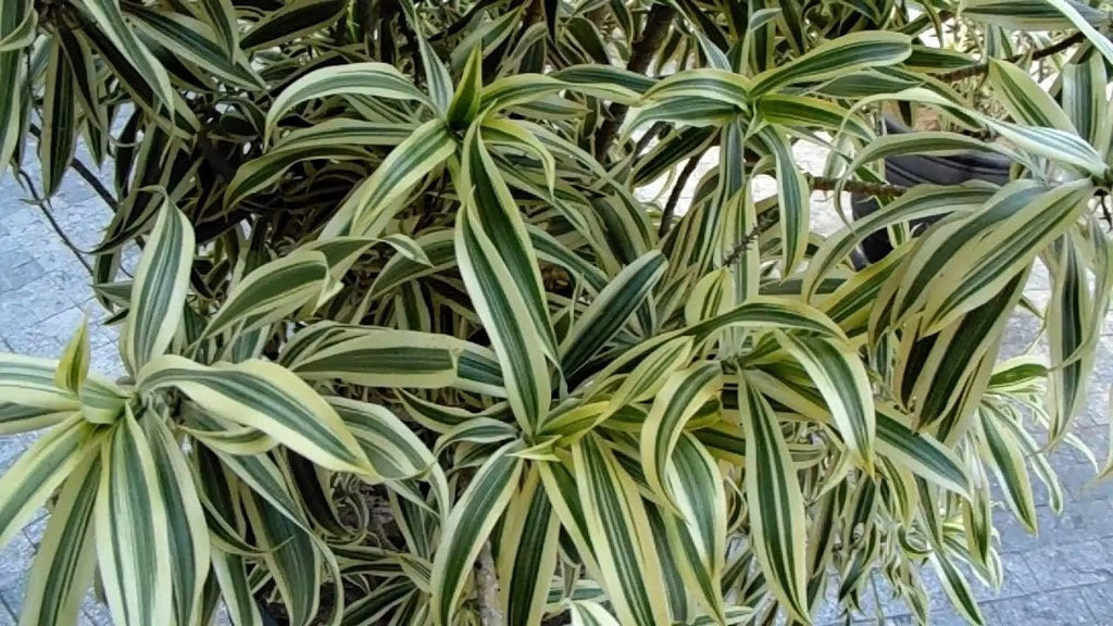 6 Inch Pot Dracaena Reflexa Indoor Plant V9026
