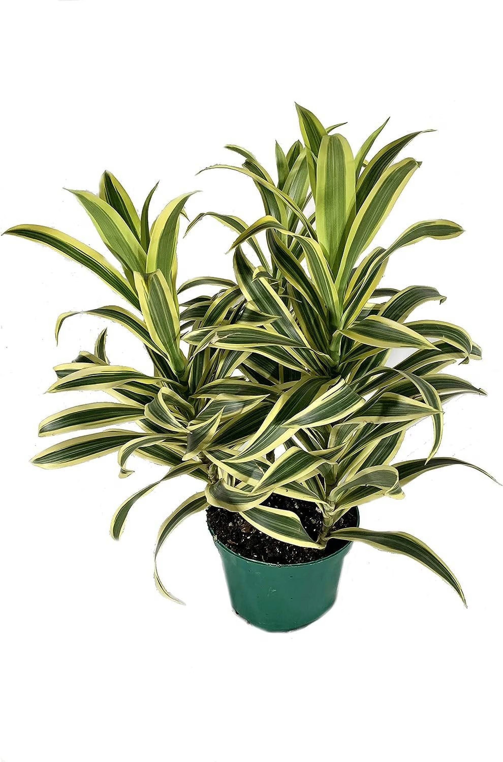 6 Inch Pot Dracaena Reflexa Indoor Plant V9026