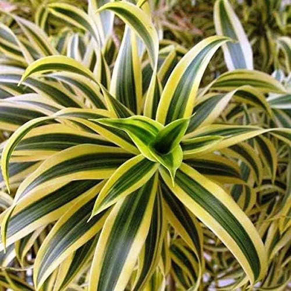 6 Inch Pot Dracaena Reflexa Indoor Plant V9026