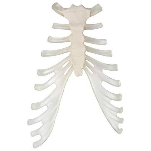 Complete Disarticulated Human Skeleton Bundle, 3 Part Human Skull, Life Size Bones, Articulated Hand M254308