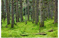 Spruce forest & moss near coast Kodiak Island Southwest Alaska Art Print - 24x16 C85823