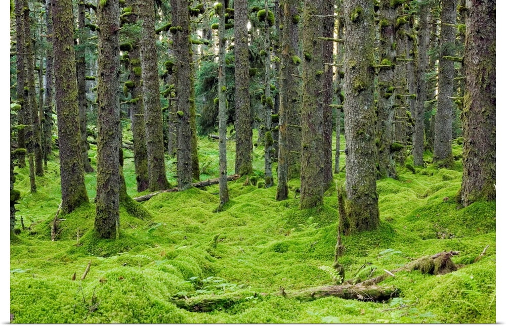 Spruce forest & moss near coast Kodiak Island Southwest Alaska Art Print - 24x16 C85823