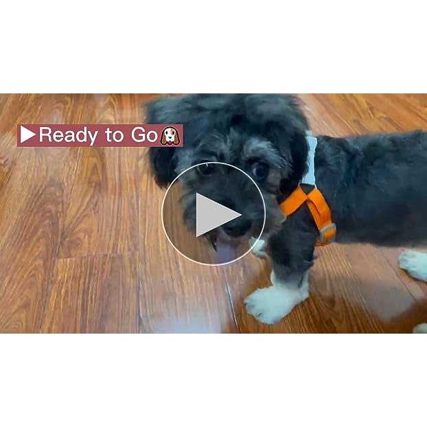 Adjustable Reflective Dog Harness with 2 Leash Clips X22782