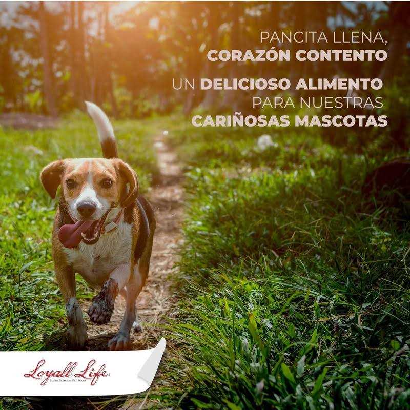 Grain Free Salmon Sweet Potato Dog Food 30 Pounds Q455065