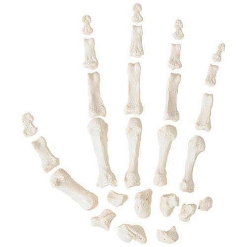 Complete Disarticulated Human Skeleton Bundle, 3 Part Human Skull, Life Size Bones, Articulated Hand M254308