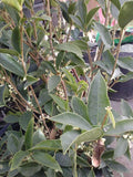Sweet Olive 1 Plant 2 Feet Tall Ship in 1 Gal Pot M619