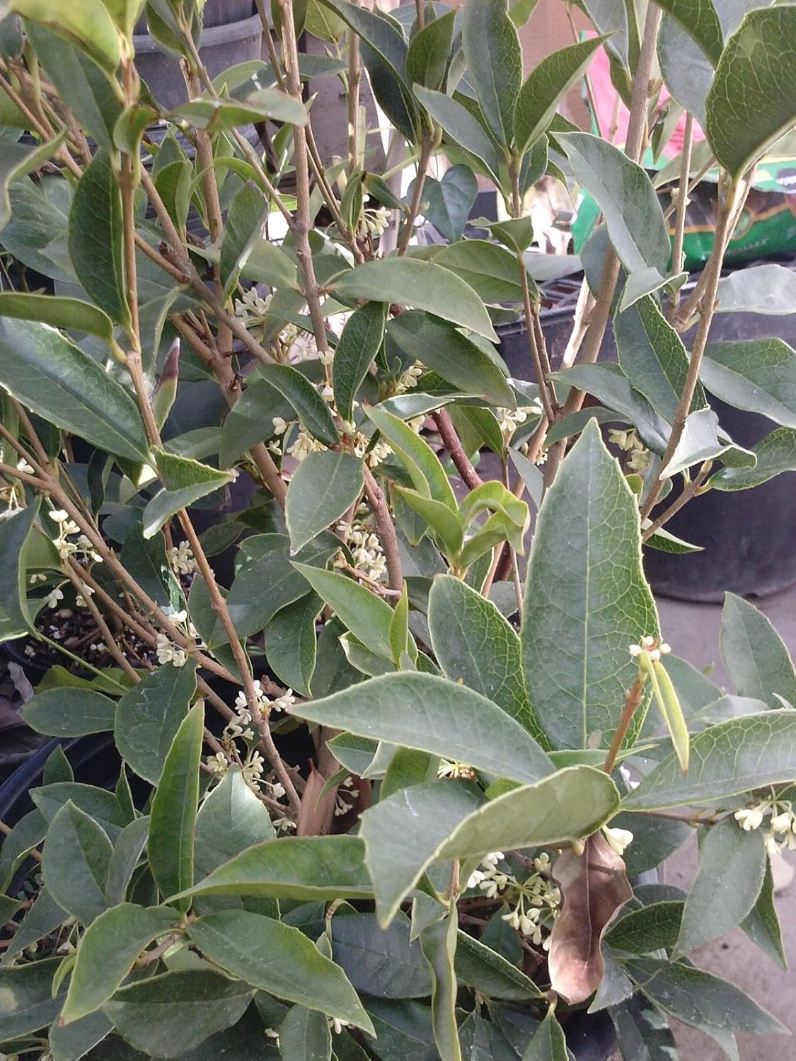 Sweet Olive 1 Plant 2 Feet Tall Ship in 1 Gal Pot M619