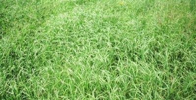 50 lbs. Bermuda Grass Seeds Y16547