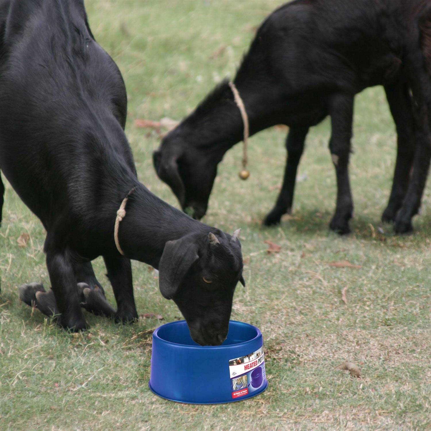 6 Qt. Round Heated Plastic Pet Bowl C215999