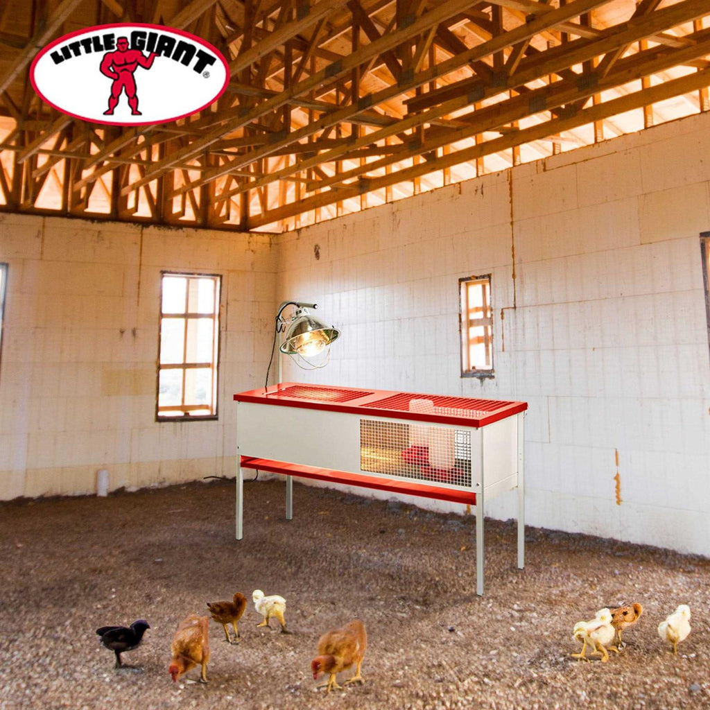 Galvanized Chick Brooder Box I7005