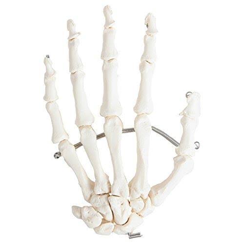 Complete Disarticulated Human Skeleton Bundle, 3 Part Human Skull, Life Size Bones, Articulated Hand M254308