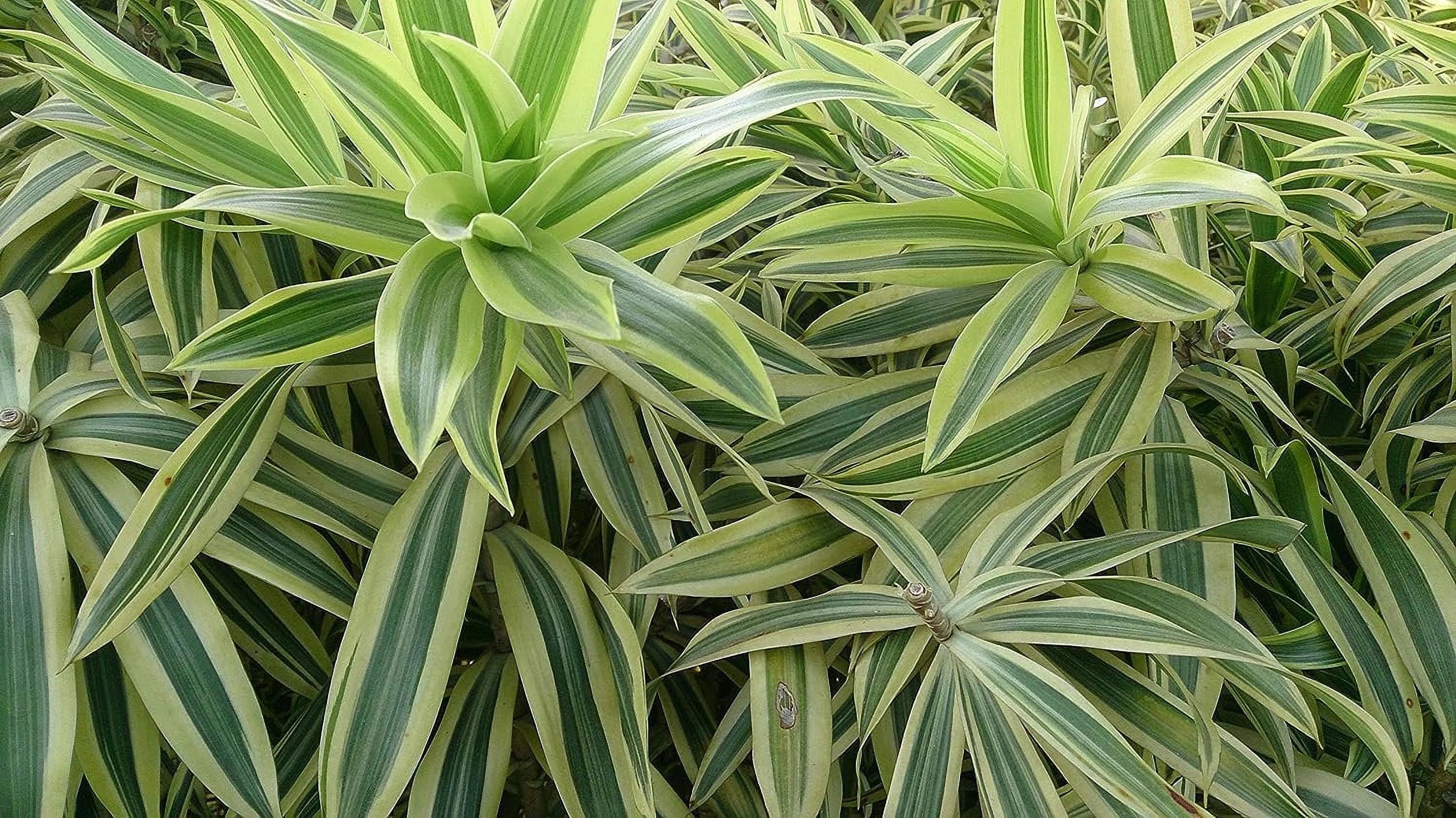 6 Inch Pot Dracaena Reflexa Indoor Plant V9026