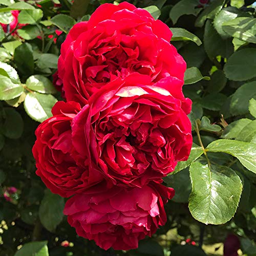 Climbing Red Rose Bush W1679