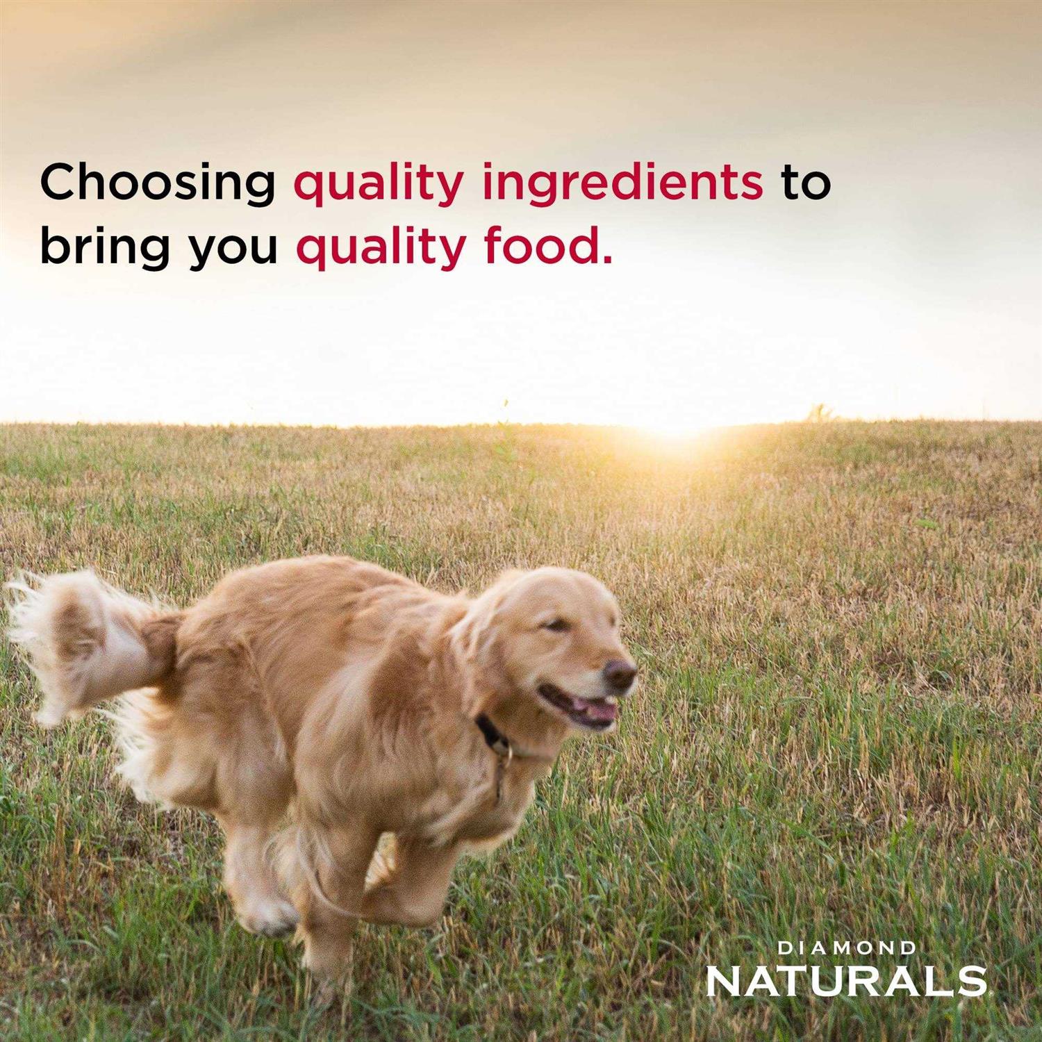 Senior Dry Dog Food L445