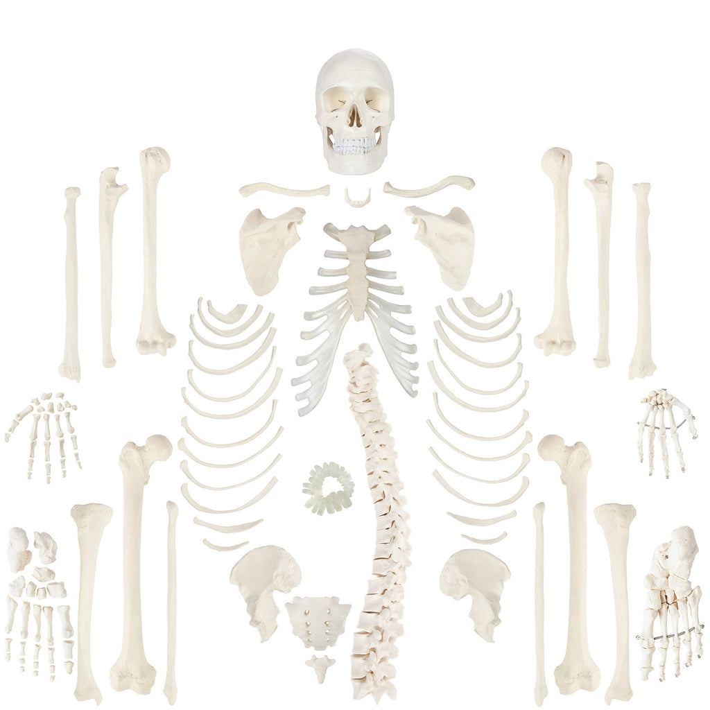 Complete Disarticulated Human Skeleton Bundle, 3 Part Human Skull, Life Size Bones, Articulated Hand M254308