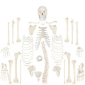 Complete Disarticulated Human Skeleton Bundle, 3 Part Human Skull, Life Size Bones, Articulated Hand M254308