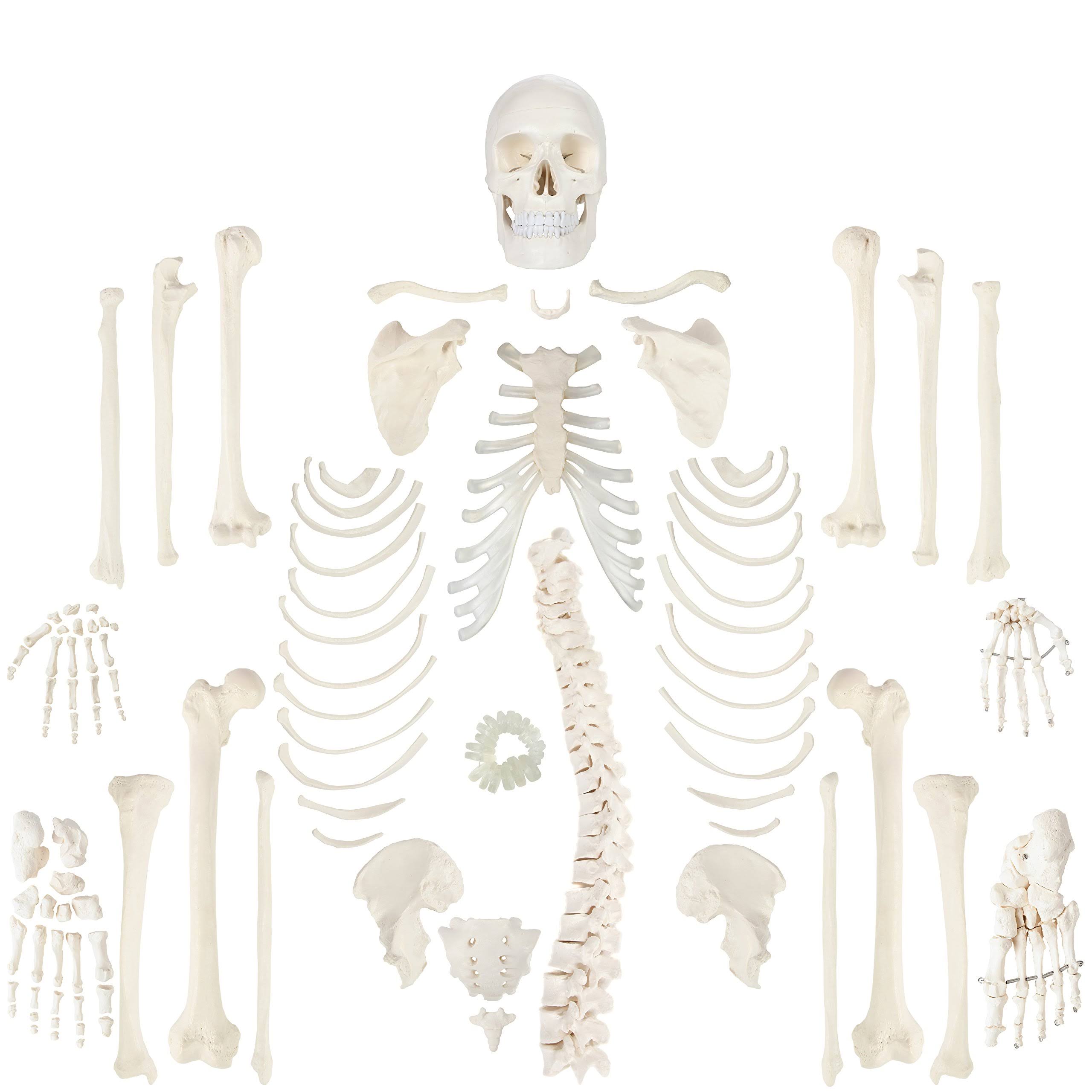 Complete Disarticulated Human Skeleton Bundle, 3 Part Human Skull, Life Size Bones, Articulated Hand M254308