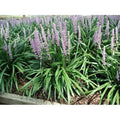 25 Pots Liriope Muscari H250312