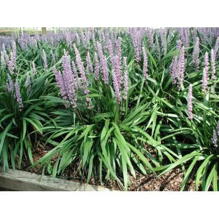 25 Pots Liriope Muscari H250312