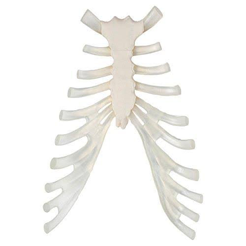 Complete Disarticulated Human Skeleton Bundle, 3 Part Human Skull, Life Size Bones, Articulated Hand M254308