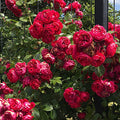 Climbing Red Rose Bush W1679