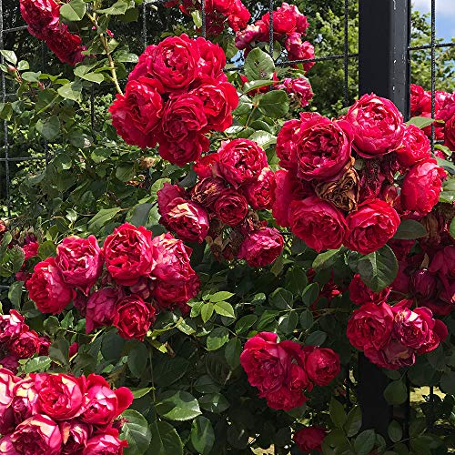 Climbing Red Rose Bush W1679