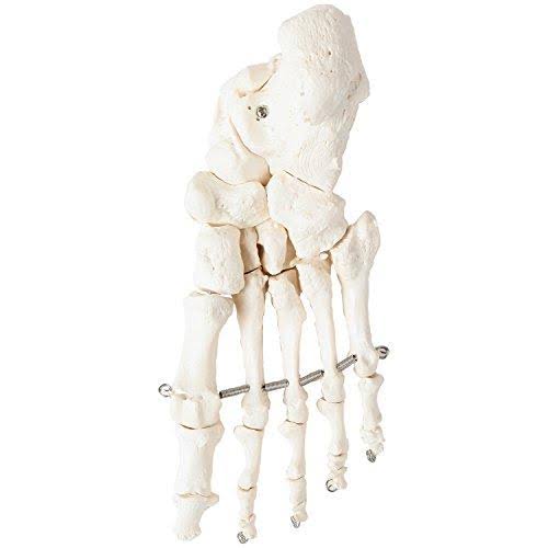 Complete Disarticulated Human Skeleton Bundle, 3 Part Human Skull, Life Size Bones, Articulated Hand M254308