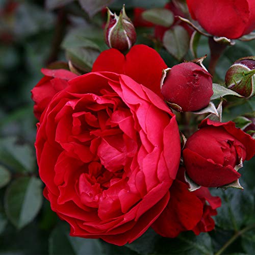 Climbing Red Rose Bush W1679